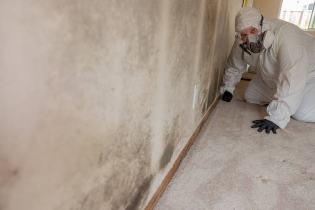 Forensic Mold Investigation in Merrionette Park, IL